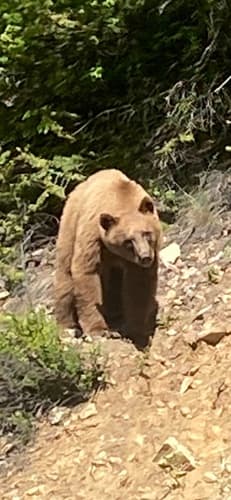 Black Bear sighting