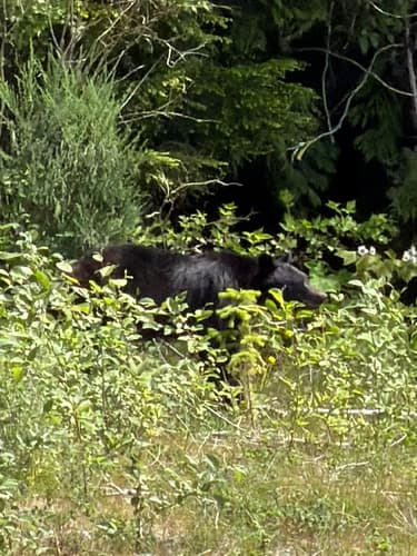 Black Bear sighting