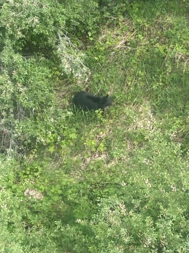 Black Bear sighting