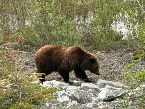 Grizzly sighting