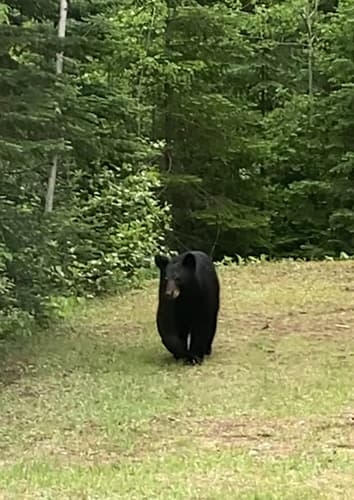 Black Bear sighting