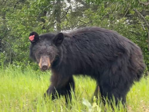 Black Bear sighting