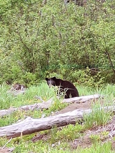Black Bear sighting