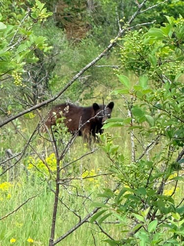 Black Bear sighting