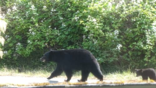 Black Bear sighting