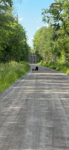Black Bear sighting