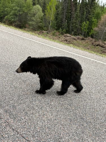 Black Bear sighting