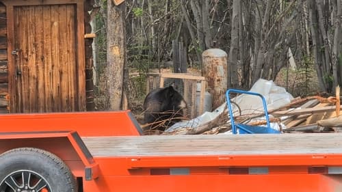 Black Bear sighting