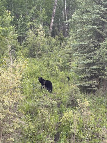 Black Bear sighting