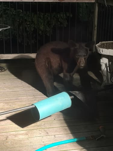 Black Bear sighting