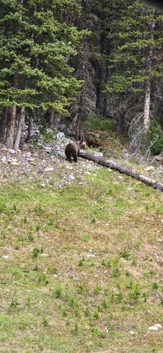 Grizzly sighting