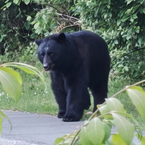 Black Bear sighting