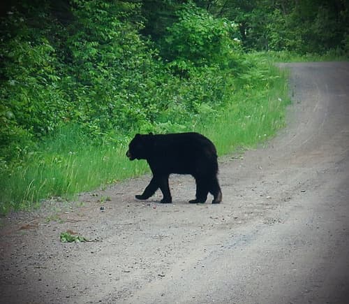 Black Bear sighting