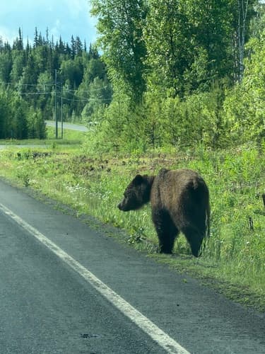 Grizzly sighting