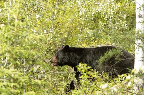Black Bear sighting