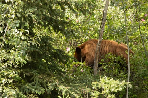 Black Bear sighting