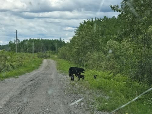 Black Bear sighting