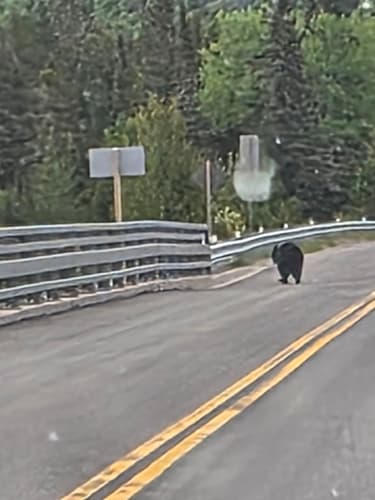 Black Bear sighting