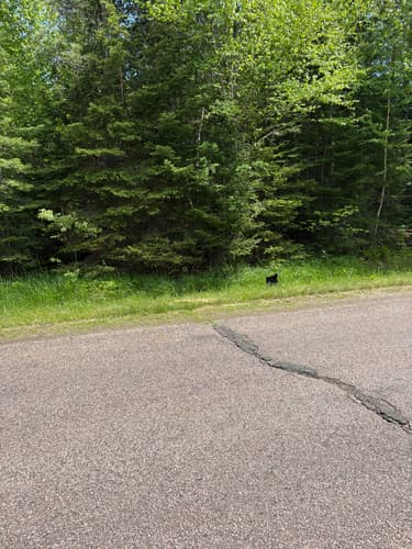 Black Bear sighting