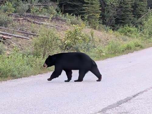 Black Bear sighting