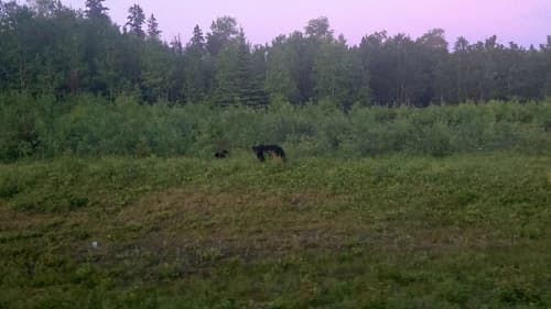 Black Bear sighting