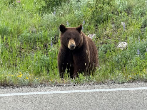 Grizzly sighting