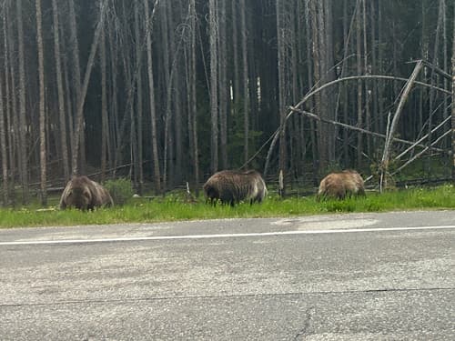 Grizzly sighting