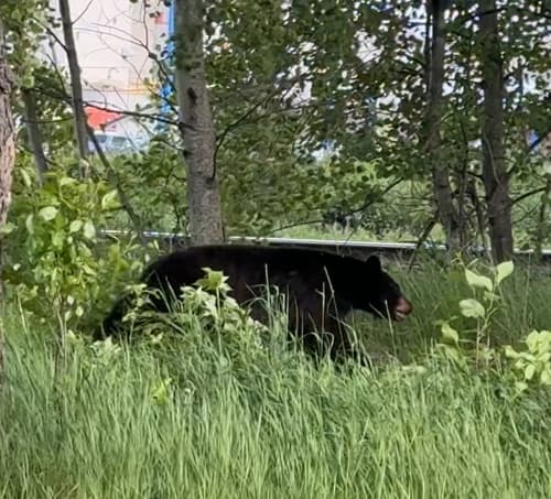 Black Bear sighting