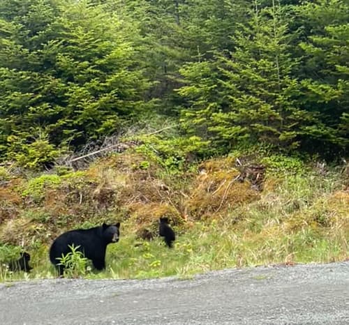 Black Bear sighting