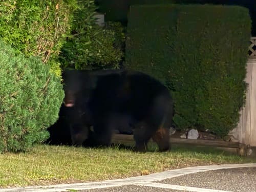 Black Bear sighting