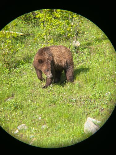 Grizzly sighting