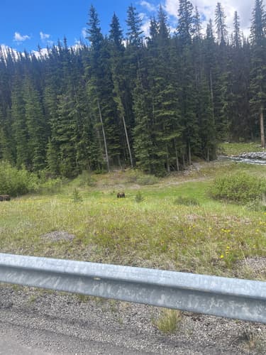 Grizzly sighting