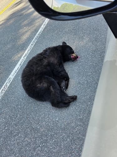 Black Bear sighting