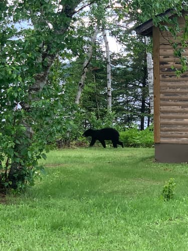Black Bear sighting