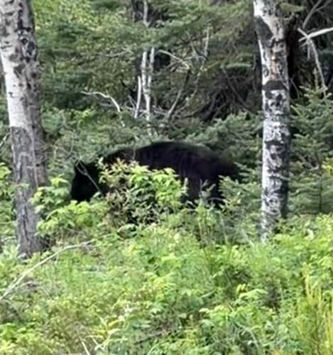 Black Bear sighting