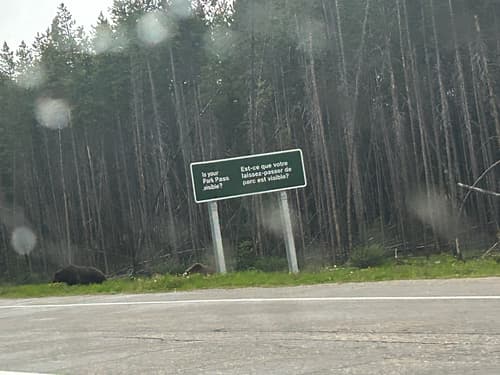 Grizzly sighting