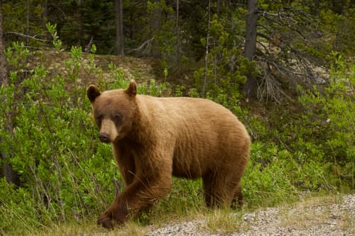 Black Bear sighting