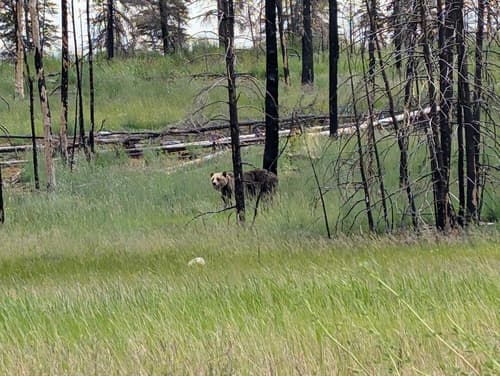 Grizzly sighting