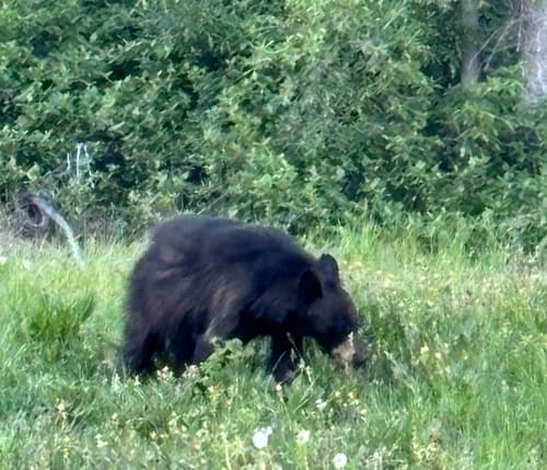 Black Bear sighting