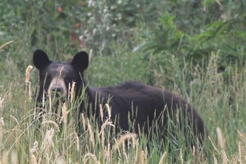 Black Bear sighting