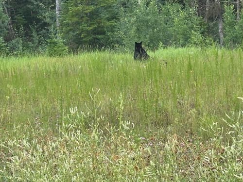 Black Bear sighting