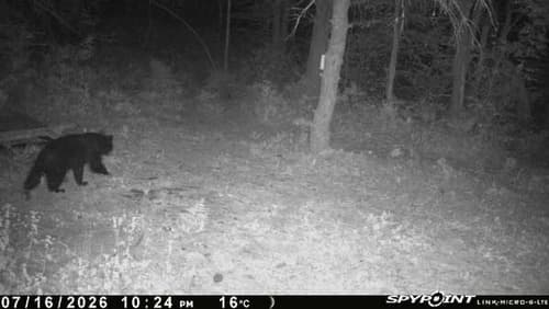 Black Bear sighting