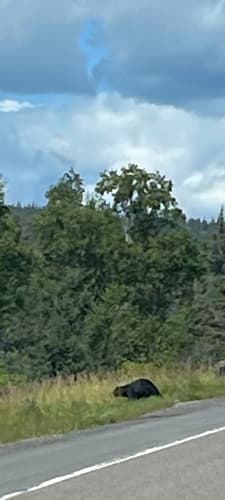 Black Bear sighting