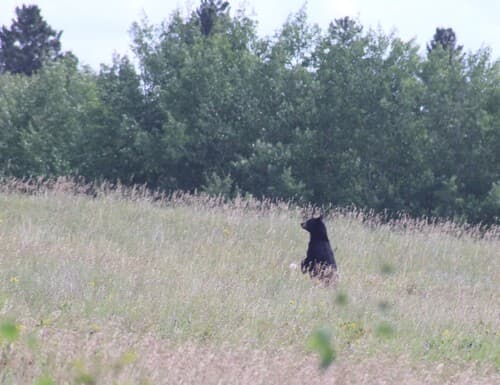 Black Bear sighting