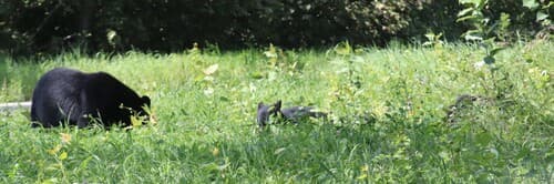 Black Bear sighting