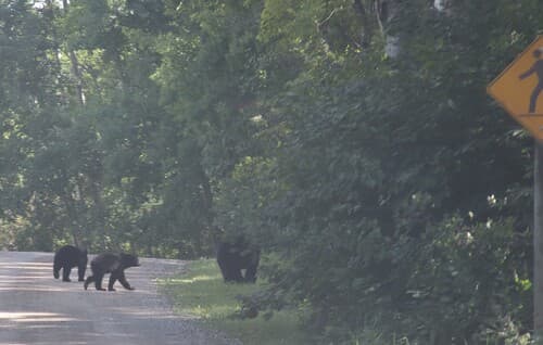 Black Bear sighting