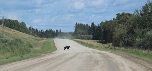 Black Bear sighting