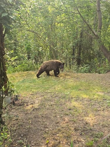 Black Bear sighting