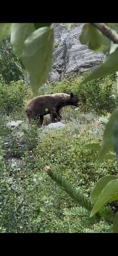 Black Bear sighting