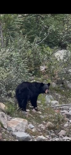 Black Bear sighting